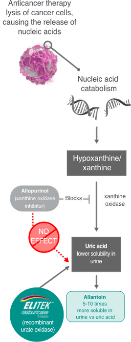 Anticancer therapy lysis of cancer cells causes the release of nucleic acids, which catabolize into hypoxanthine/xanthine, and then undergo xanthine oxidase to become uric acid. Allopurinol blocks the formation of new uric acid but has no mechanism to clear existing uric acid, unlike ELITEK, which converts uric acid into allantoin, a compound which is 5-10 times more soluble in urine vs uric acid.